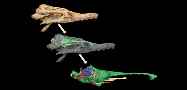 Featured Image by Stony Brook scientists study rules of evolution