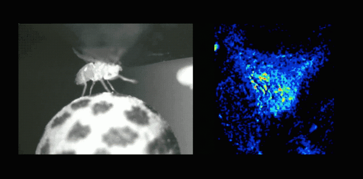 Featured Image by Rockefeller researchers study fruit fly interbreeding