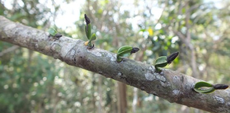 Featured Image by Geneseo professor researches mistletoe to make humans healthier