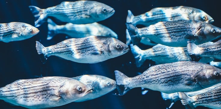 Featured Image by Columbia scientists study ability of fish to recognize self