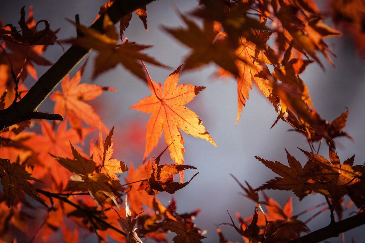 Featured Image by Princeton botanists study striped maple trees