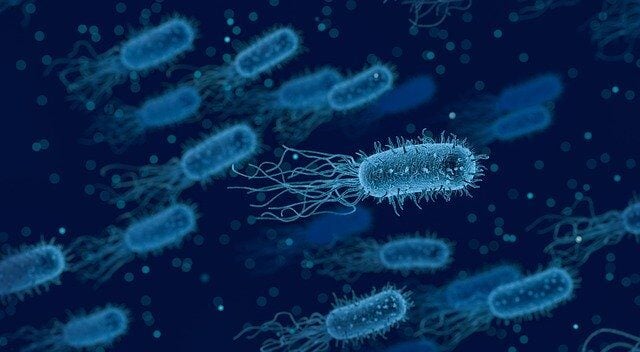 Study Of E Coli Bacteria May Provide Clues About Drug Resistance