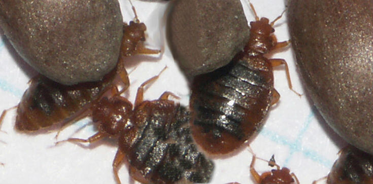 Featured Image by Researchers use our R&E network to battle bedbugs