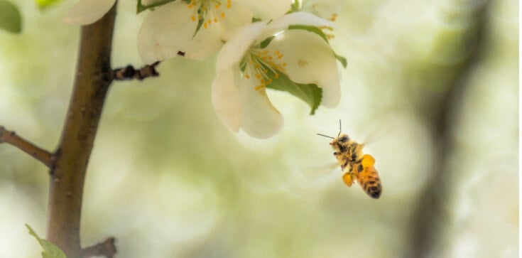 Featured Image by Cornell University leads study on bee diversity