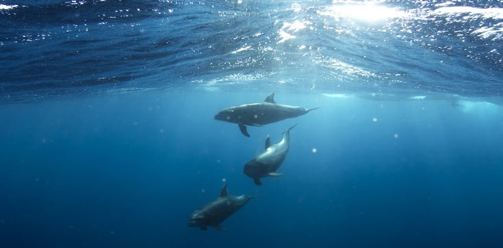 Featured Image by Hunter College scientists research self-awareness in dolphins