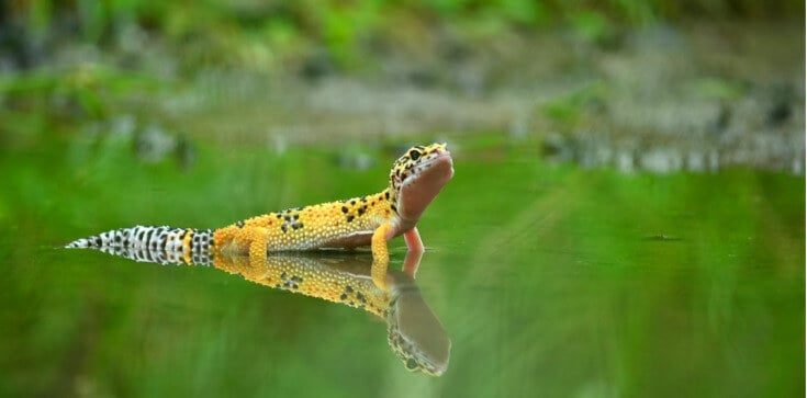 Featured Image by The Rockefeller University study explains how geckos move on water