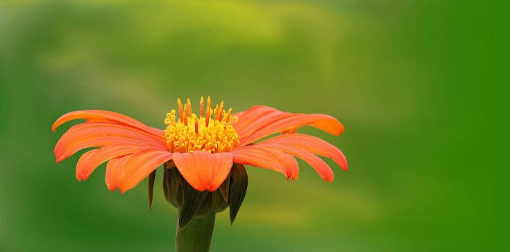 Featured Image by New Findings on the Flowering Process