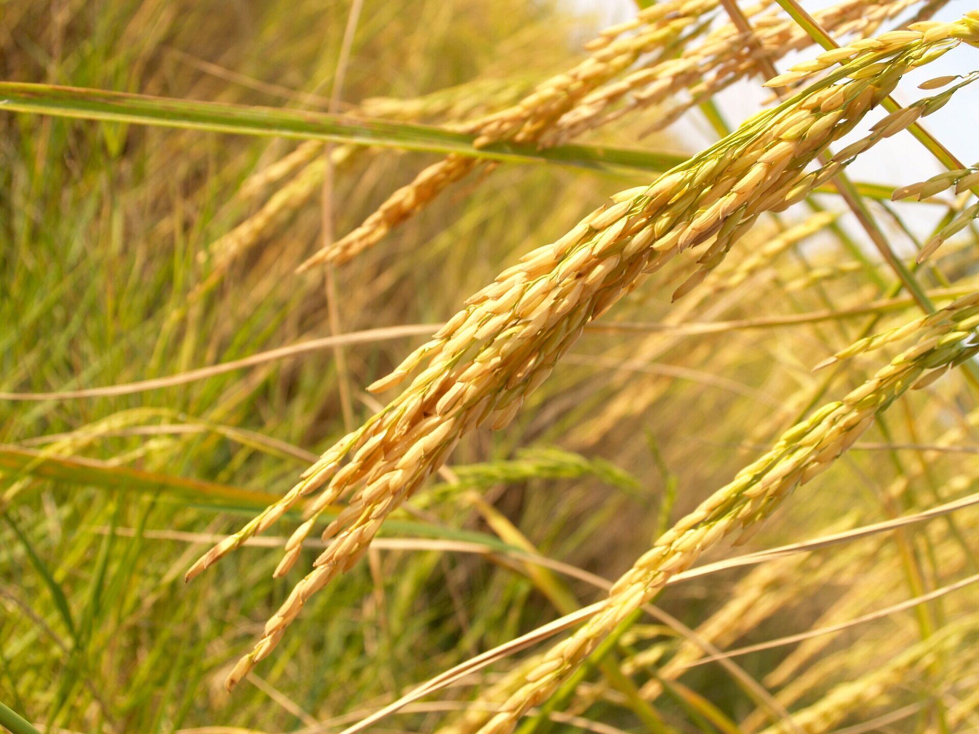 Featured Image by NYU uncovers genome-wide responses limiting rice crop growth